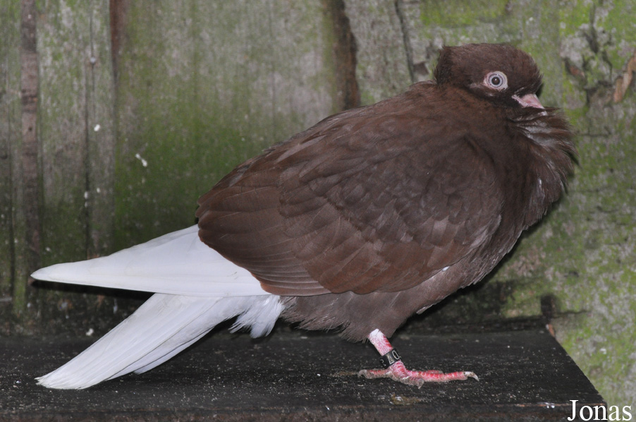 Pigeon Rostocker Tümmler