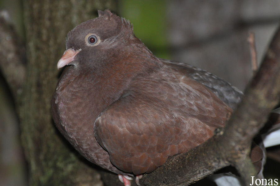 Pigeon Rostocker Tümmler