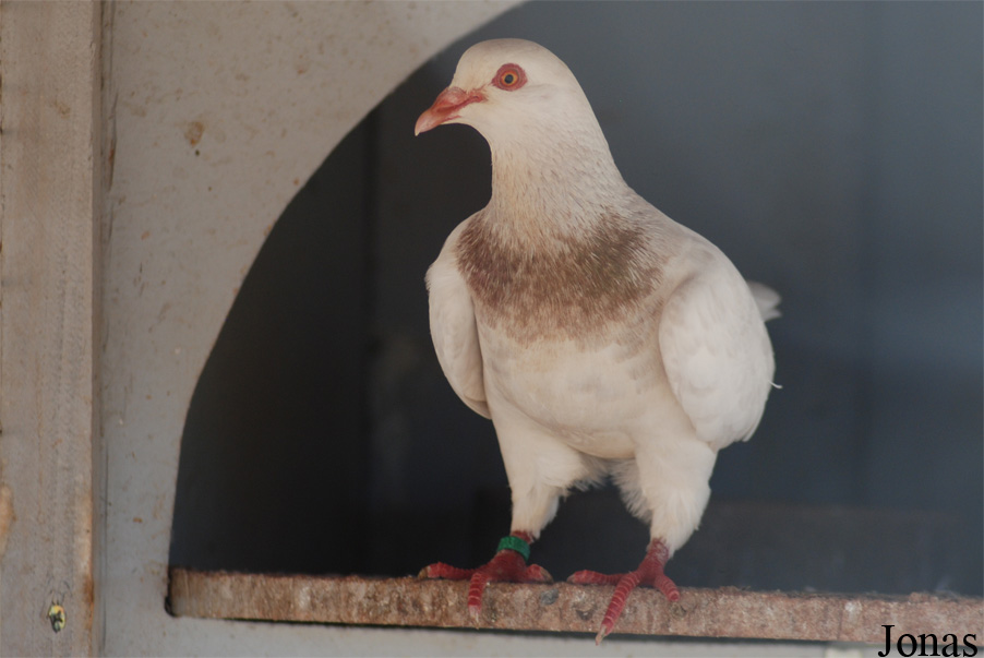Pigeon Texan