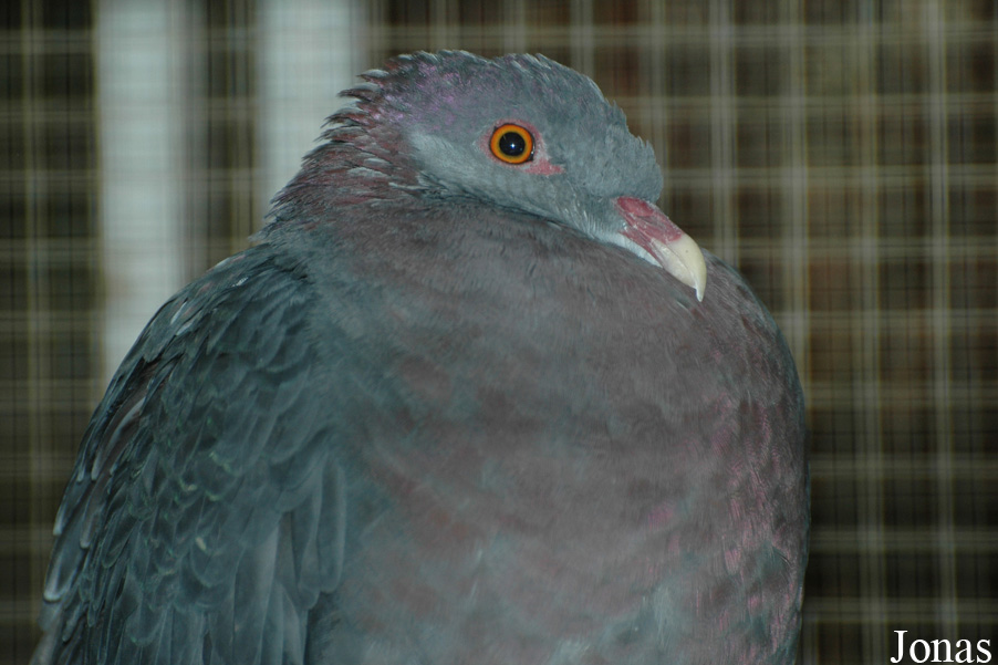 Columba vitiensis griseogularis