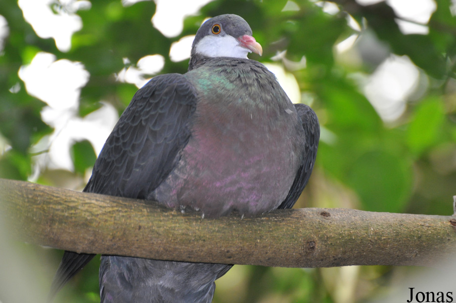 Columba vitiensis halmaheira