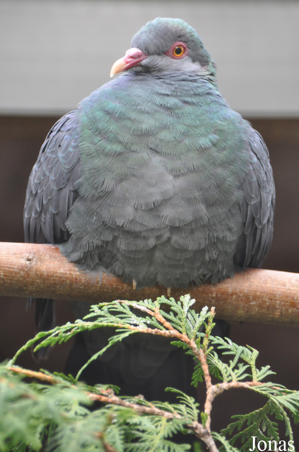 Columba vitiensis metallica