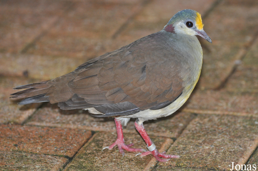 Gallicolumba tristigmata