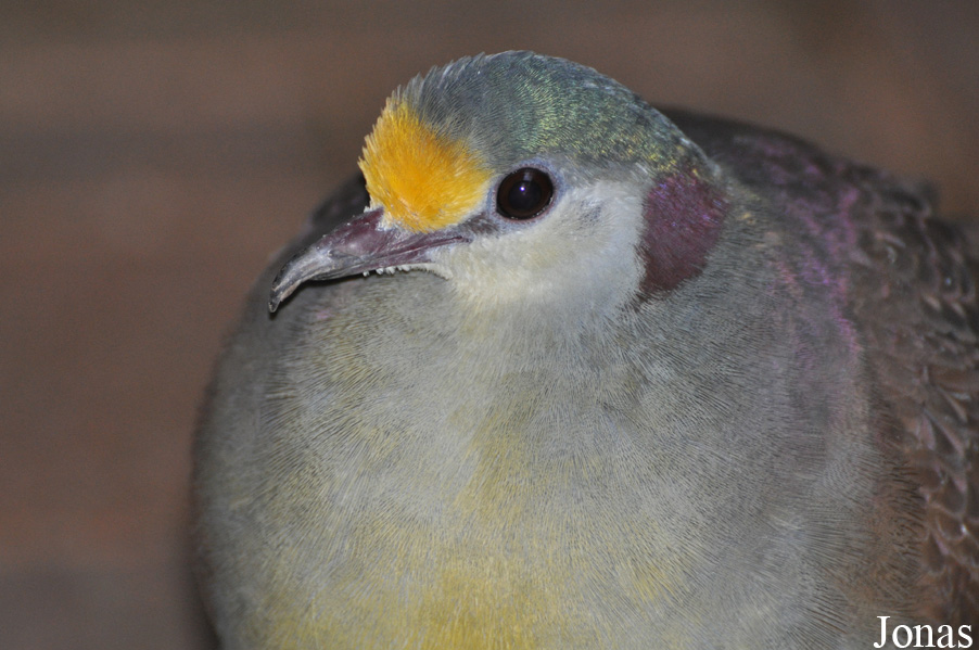 Gallicolumba tristigmata