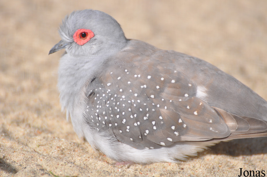 Geopelia cuneata