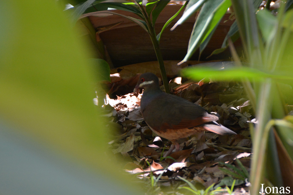 Geotrygon mystacea