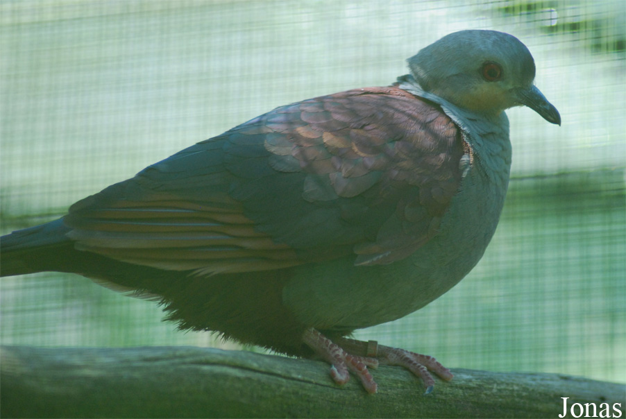 Geotrygon versicolor