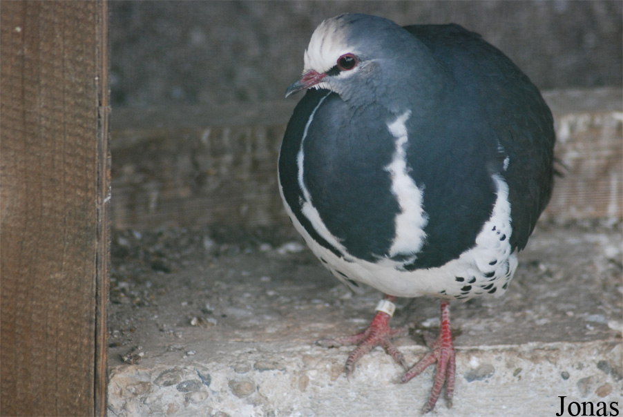 Leucosarcia melanoleuca