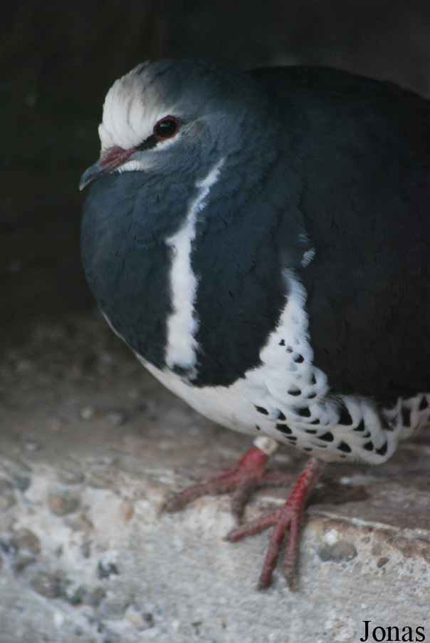 Leucosarcia melanoleuca
