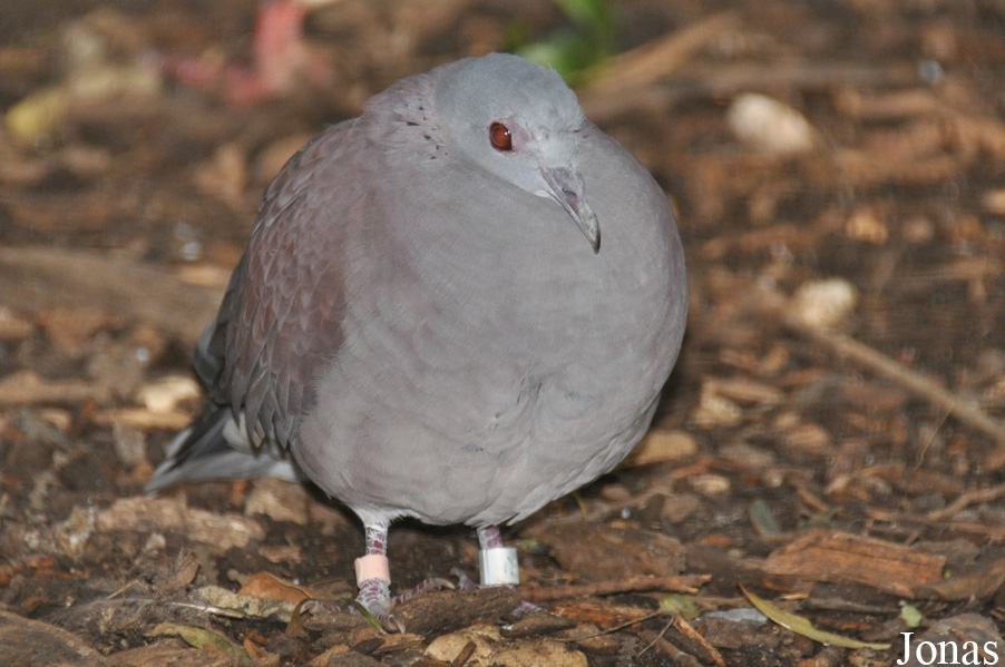 Nesoenas picturatus picturatus