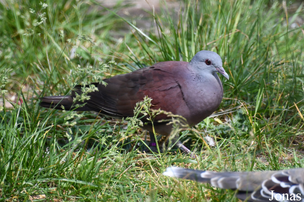 Nesoenas picturatus picturatus