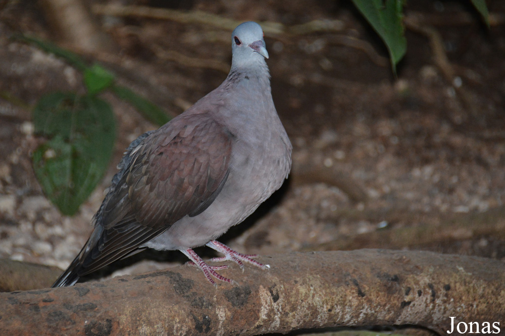 Nesoenas picturatus picturatus