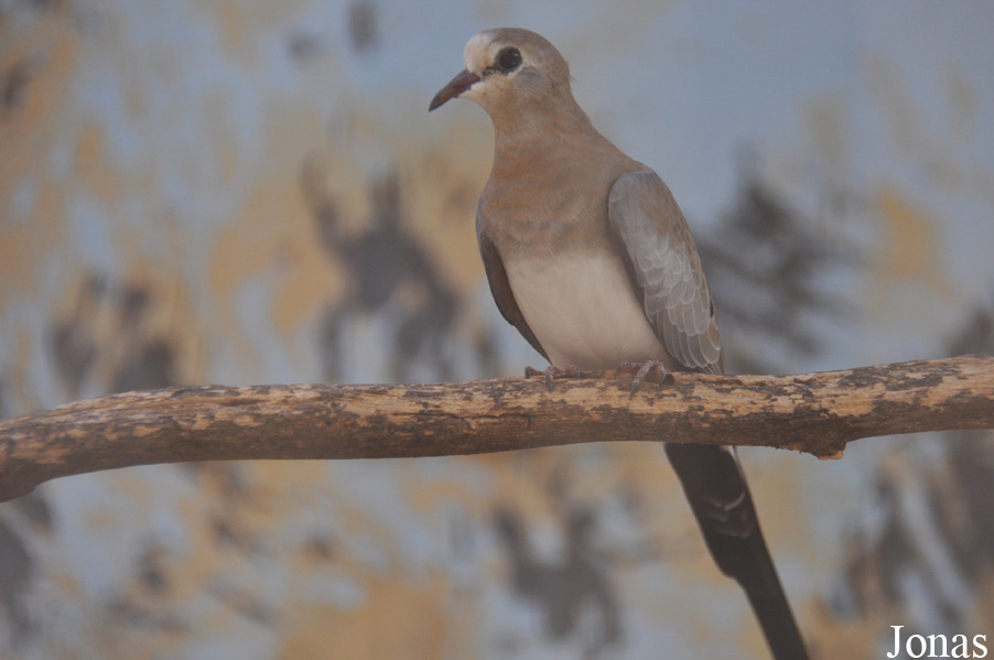 Oena capensis