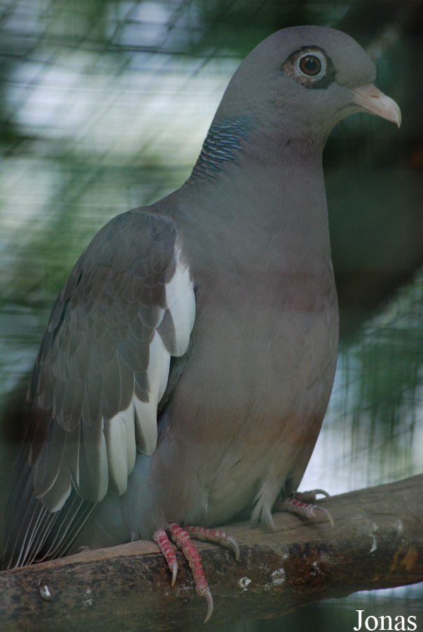 Patagioenas corensis