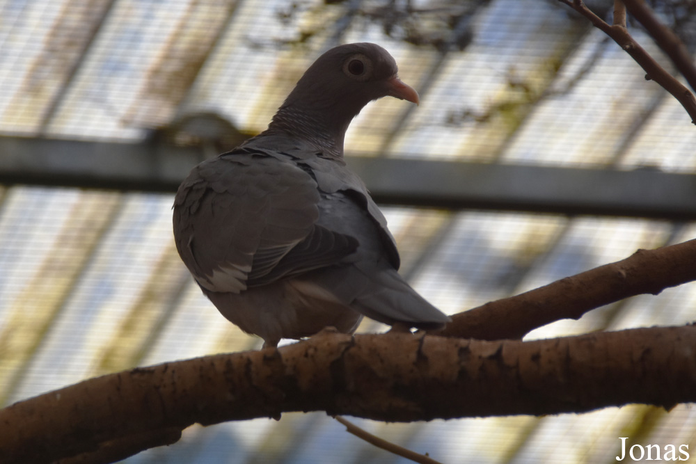 Patagioenas corensis