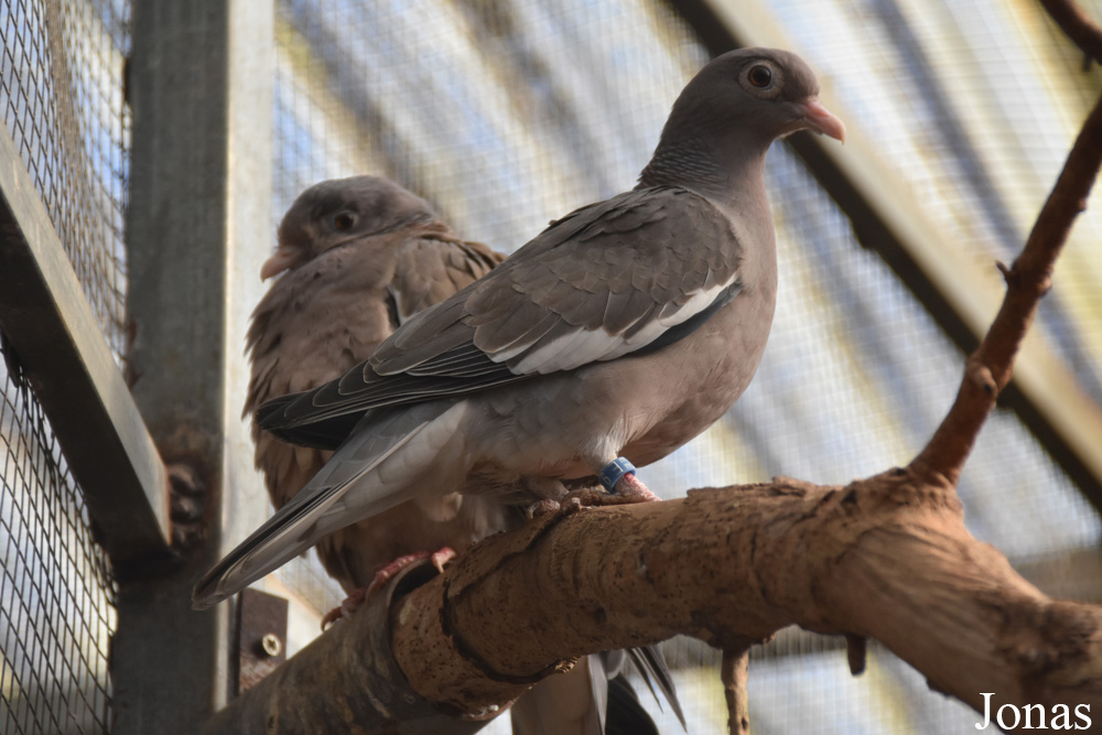 Patagioenas corensis