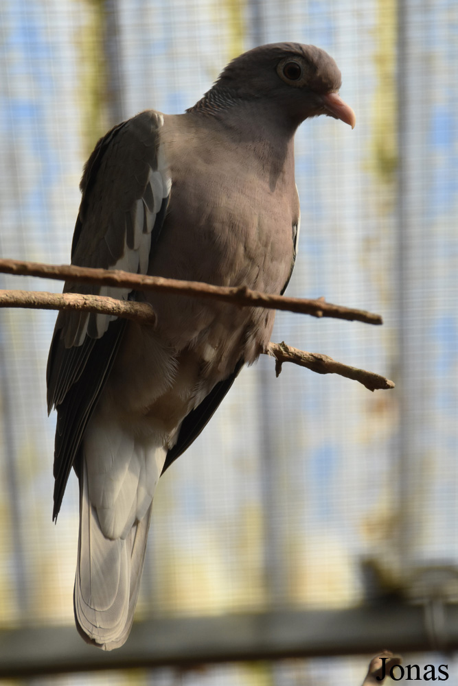 Patagioenas corensis