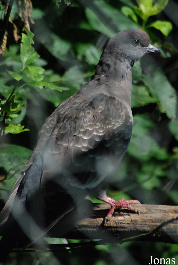 Patagioenas maculosa