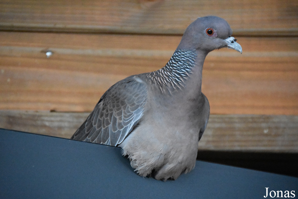 Patagioenas picazuro