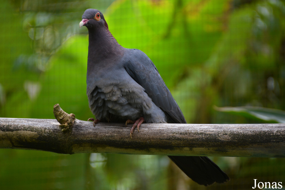 Patagioenas squamosa