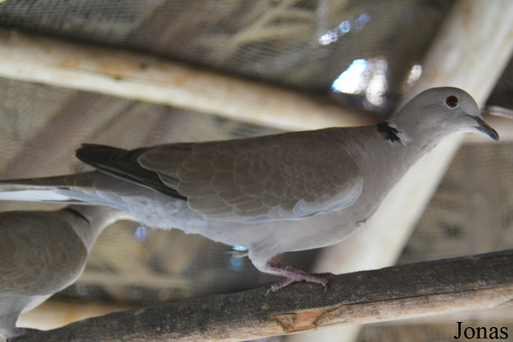 Streptopelia decaocto