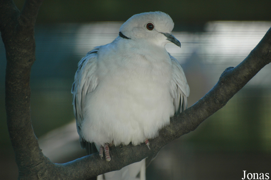 Streptopelia roseogrisea risoria