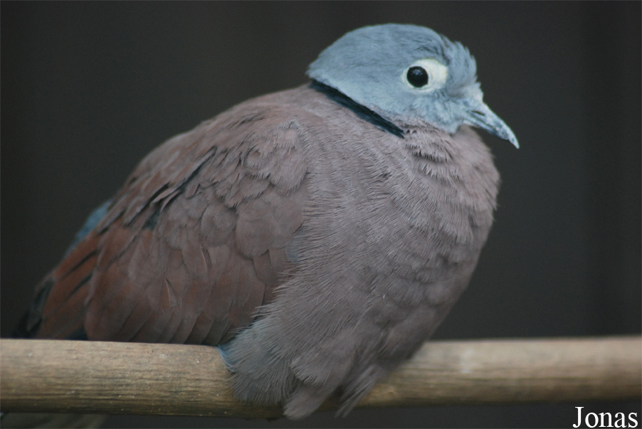Streptopelia tranquebarica humilis