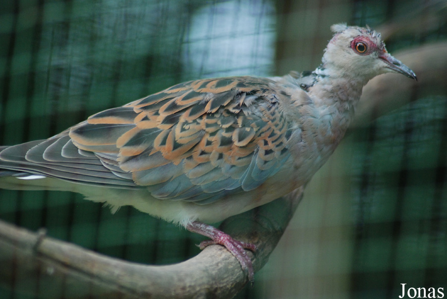Streptopelia turtur