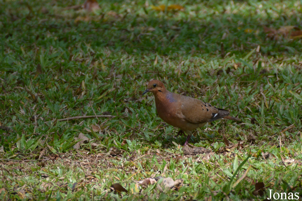 Zenaida aurita aurita