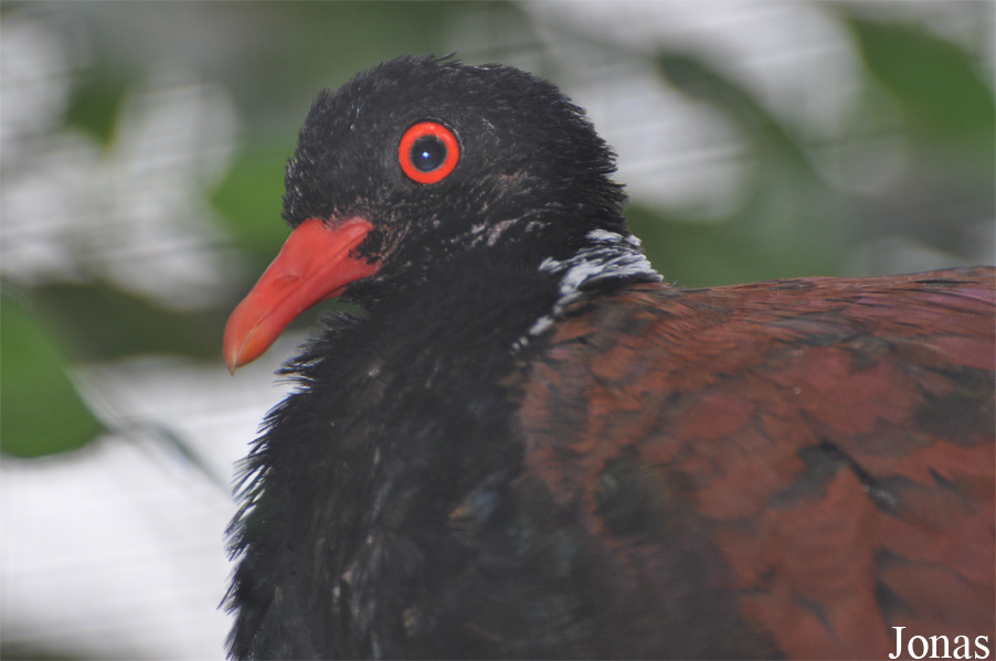 Otidiphaps nobilis aruensis