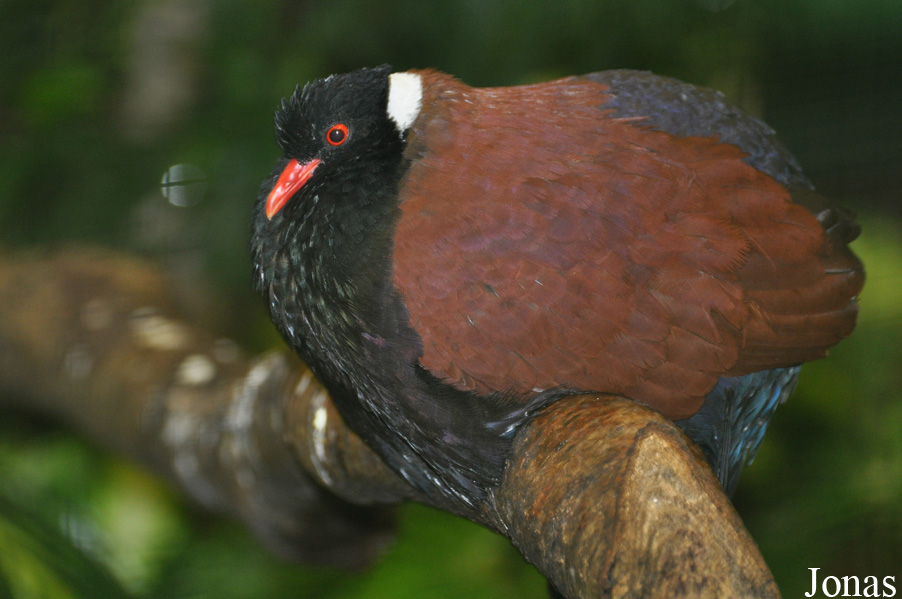 Otidiphaps nobilis aruensis