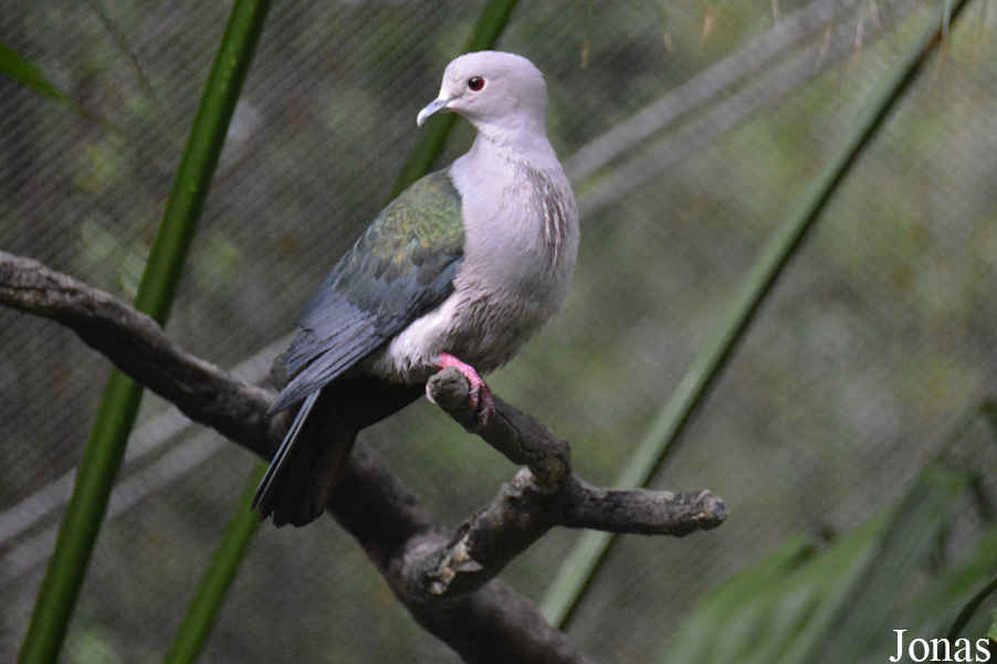 Ducula aenea