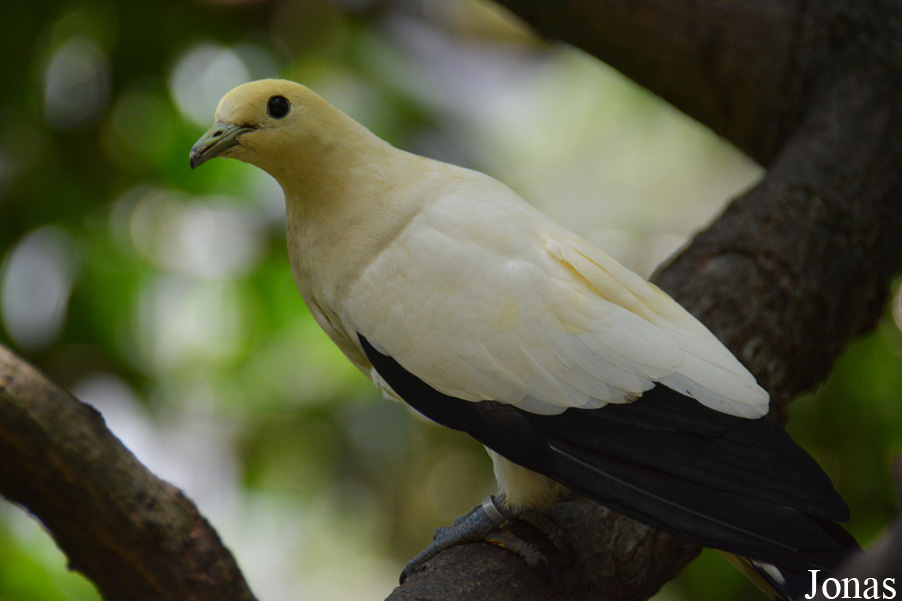 Ducula bicolor