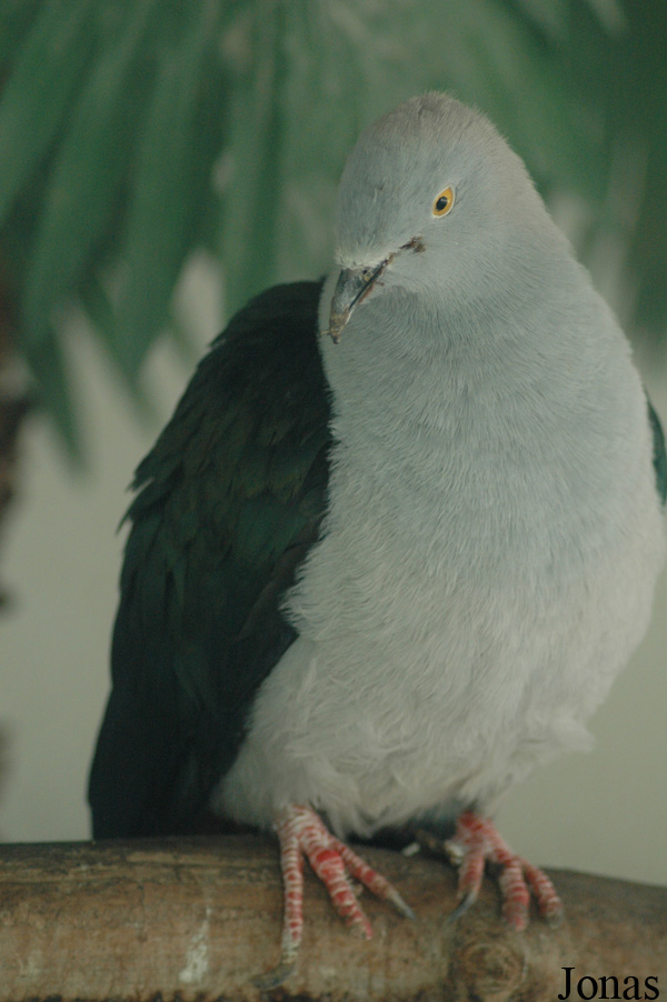 Ducula concinna