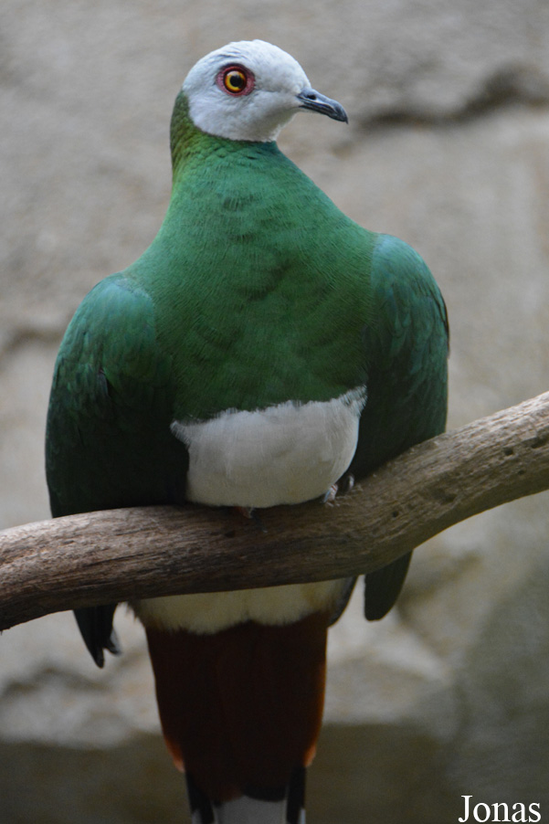 Ducula forsteni