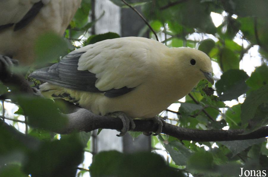 Ducula luctuosa