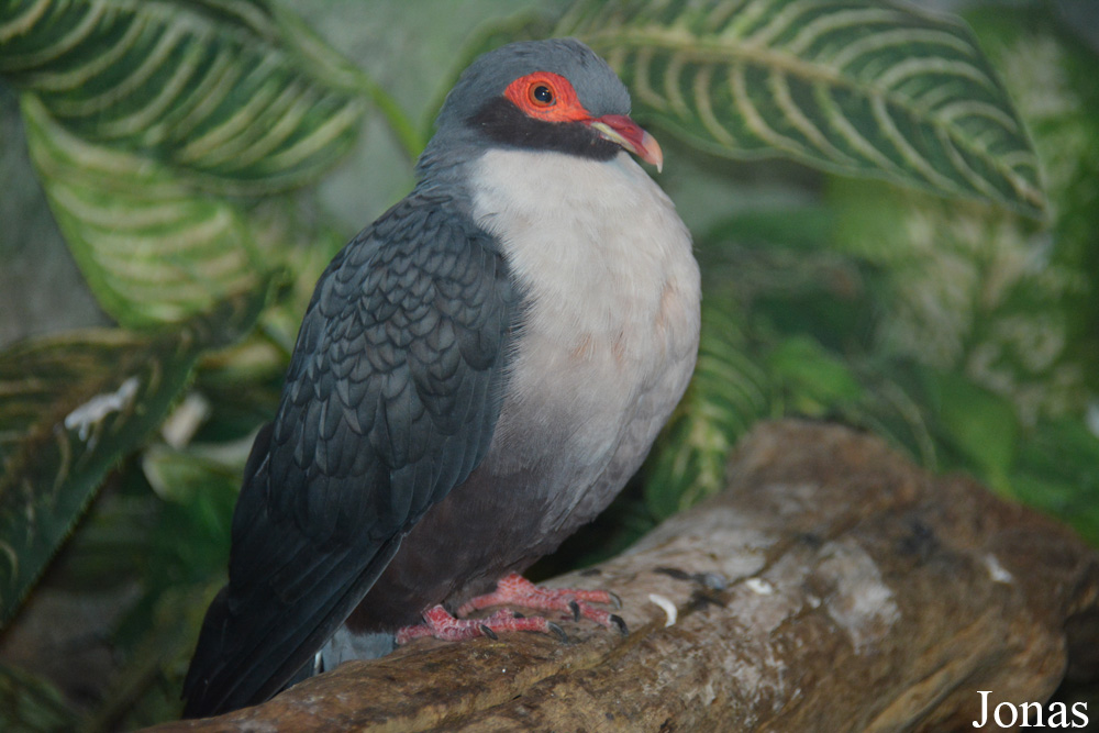 Gymnophaps albertisii