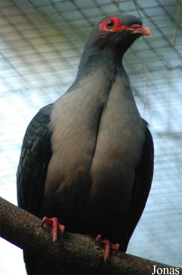 Gymnophaps albertisii