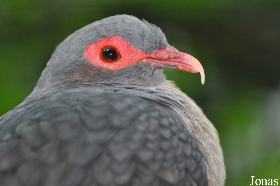 Gymnophaps albertisii