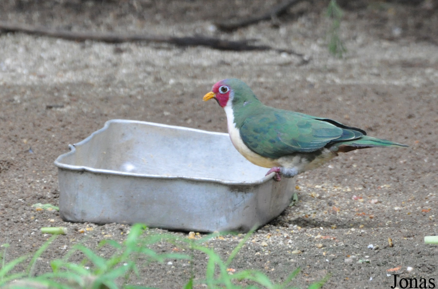 Ptilinopus jambu