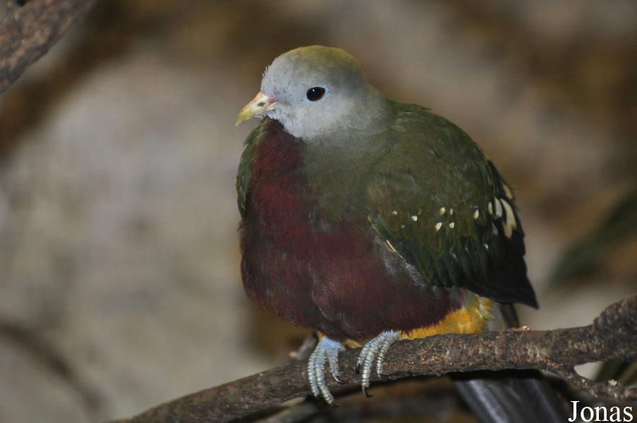 Ptilinopus magnificus puella