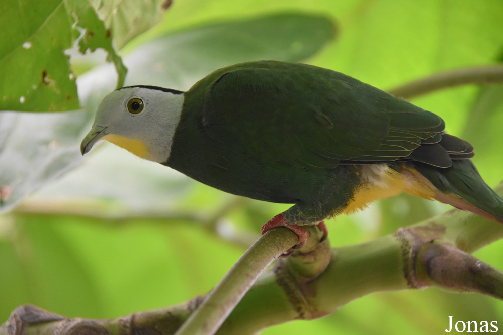 Ptilinopus melanospilus
