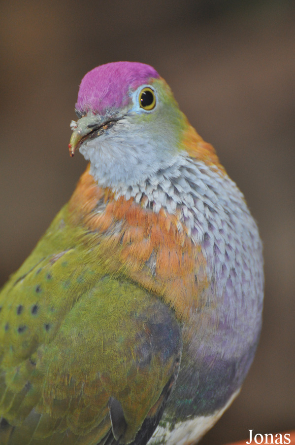 Ptilinopus superbus