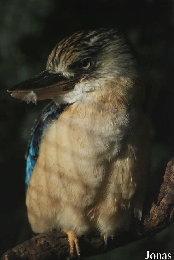 Dacelo leachii
