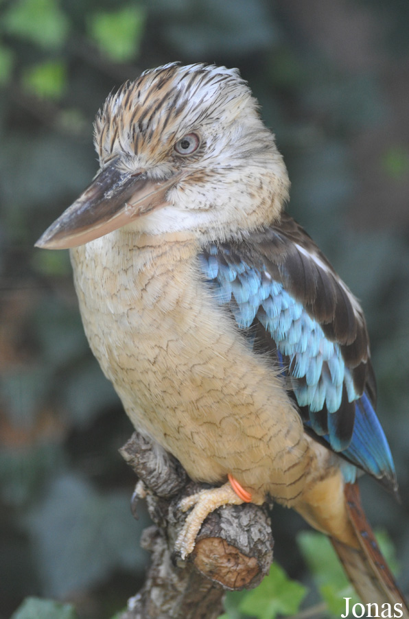 Dacelo leachii