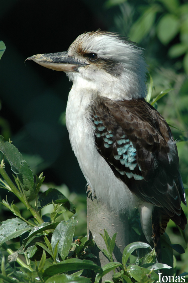 Dacelo novaeguineae