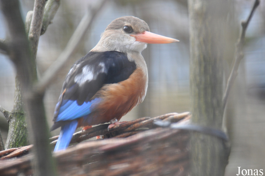 Halcyon leucocephala
