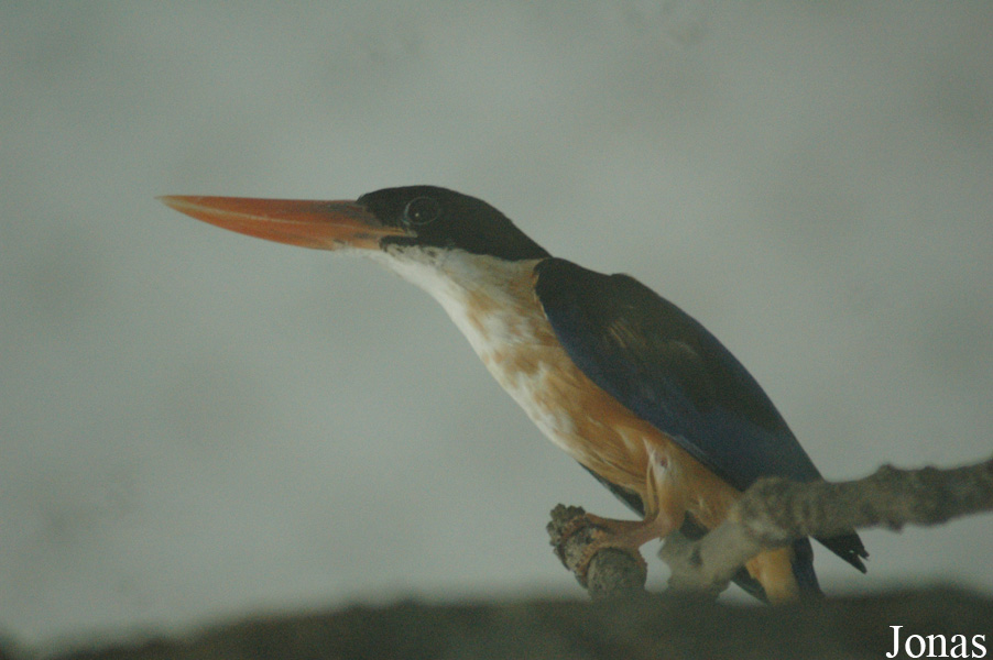 Halcyon pileata