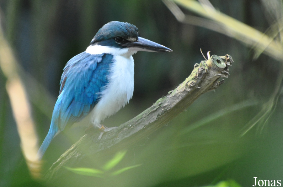 Todiramphus chloris