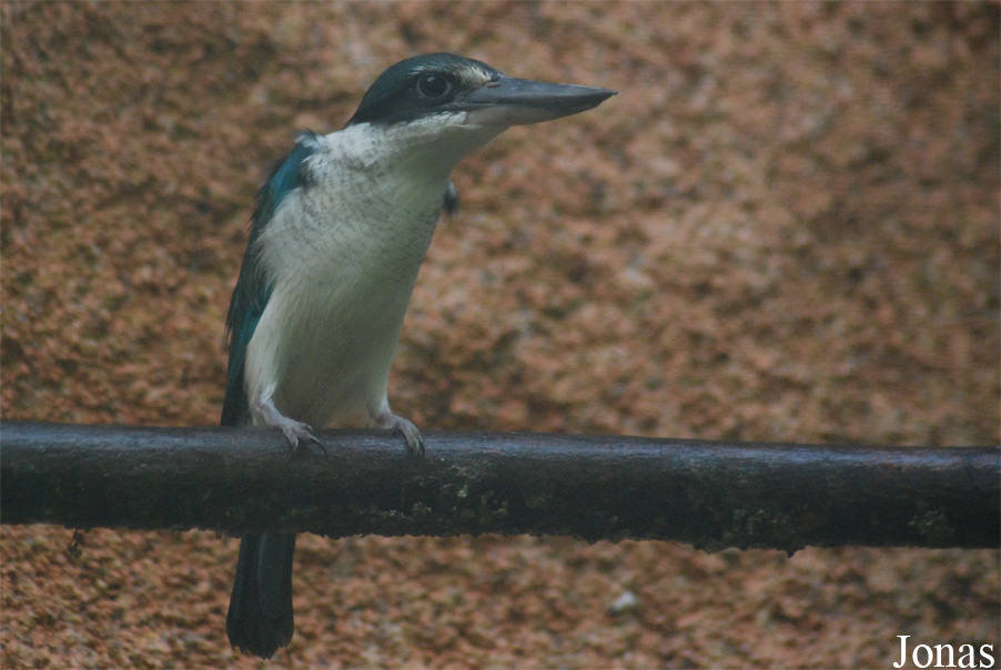 Todiramphus chloris
